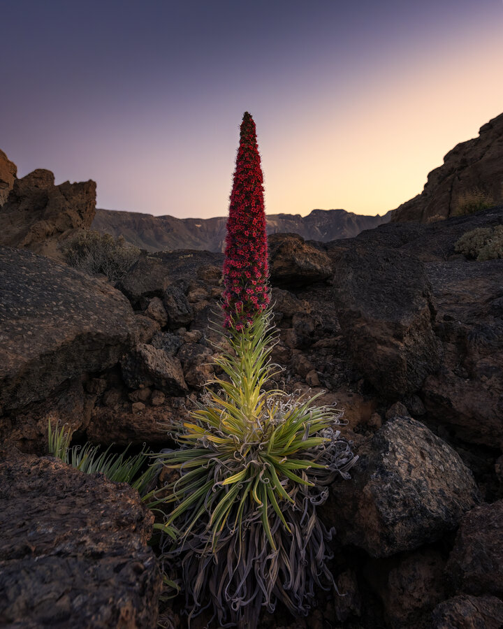 Vergängliche Schönheit