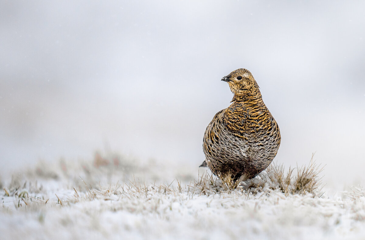 Tarnkunst und Eleganz